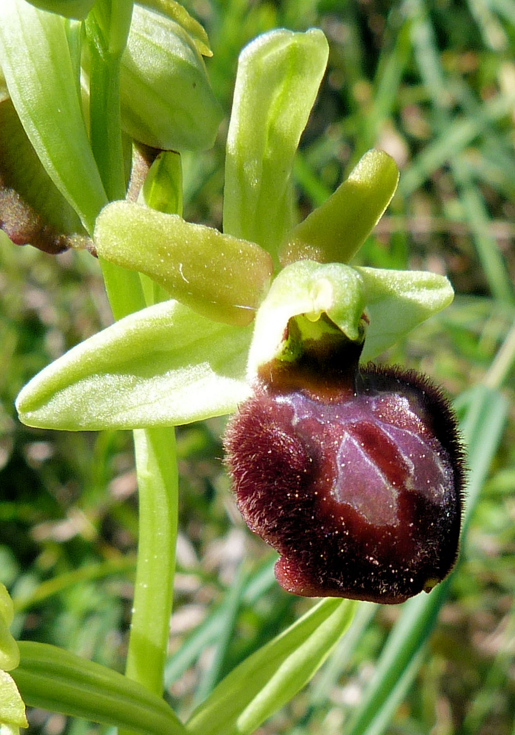 Orchidea della Calabria